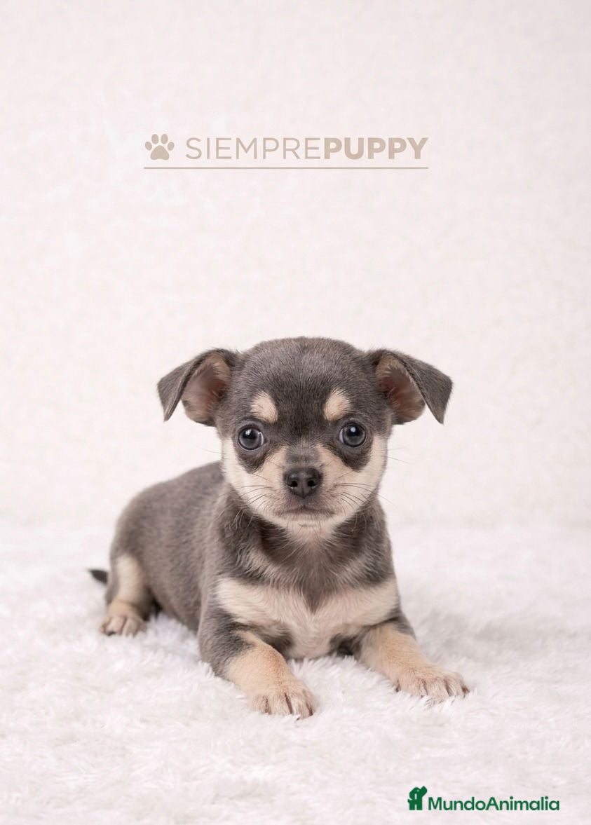 Chihuahua perros CHIHUAHUA BLUE MINI TOY - Anuncio 3