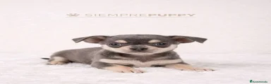 Chihuahua Cachorro 1