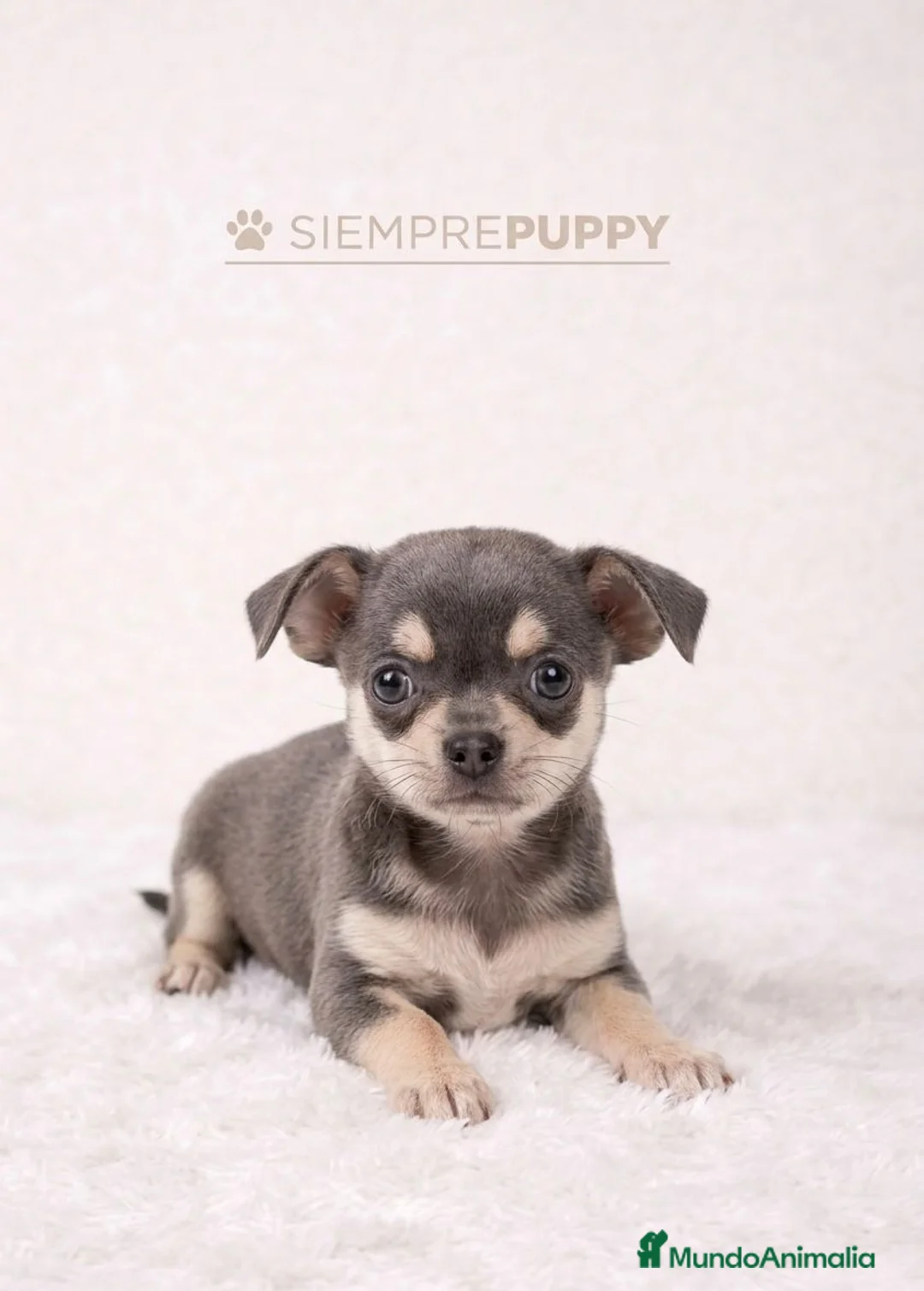 Chihuahua perros en venta: CHIHUAHUA BLUE MINI TOY - Anuncio 1