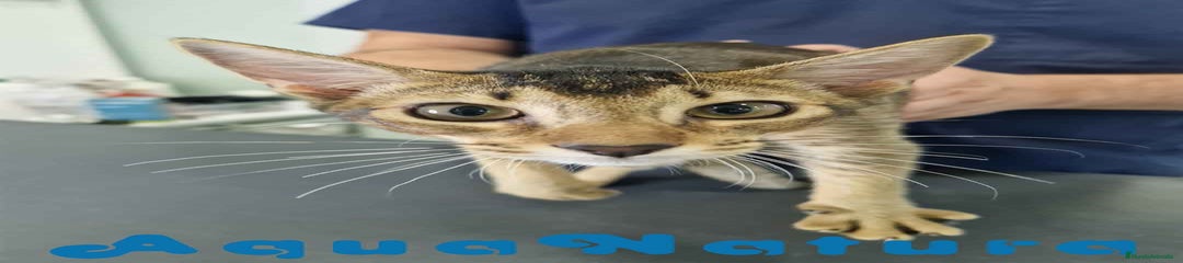 Abisinio