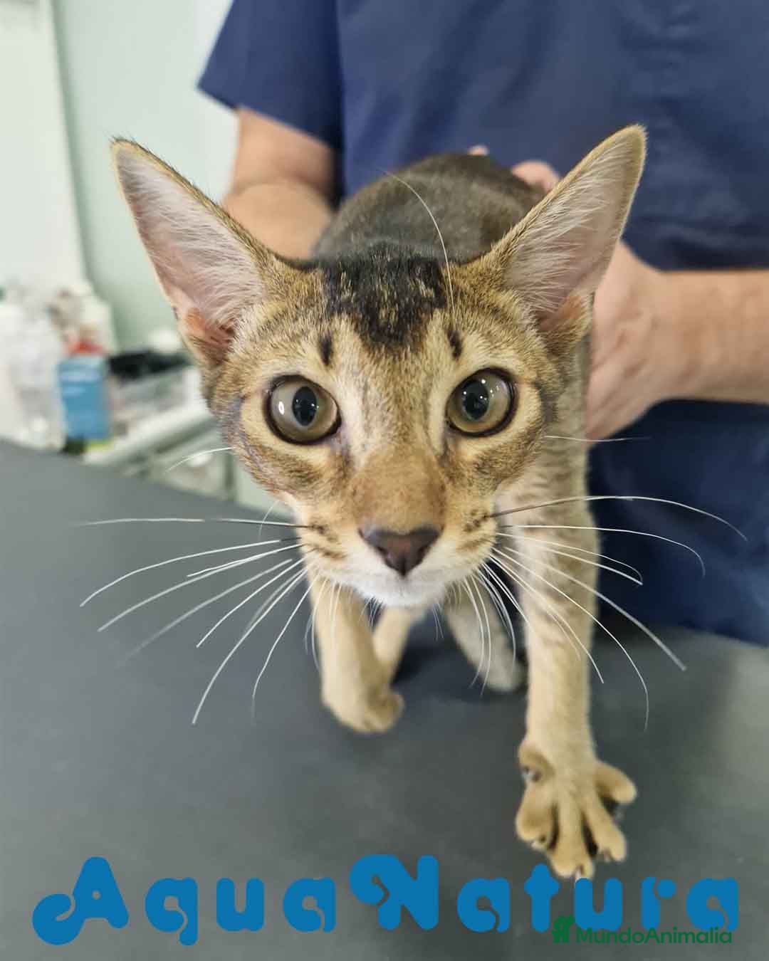 Abisinio gatos en venta: Abisinio Macho de Santa 1834 AQUANATURA - Imagen 6