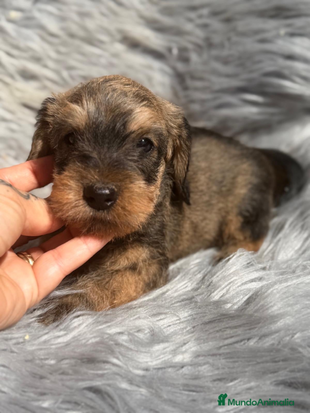 Teckel Miniatura perros Teckel pelo duro disponibles💙🐾 - Anuncio 1
