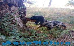 Teckel Miniatura perros en venta: Teckel Hembra de Tiana y Tilo 4486 AQUANATURA - Imagen 2