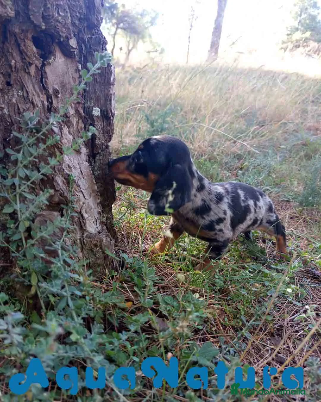 Teckel Miniatura perros en venta: Teckel Hembra de Tiana y Tilo 4486 AQUANATURA - Anuncio 2