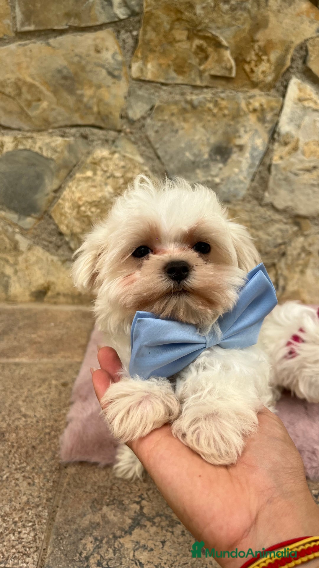 Bichón Maltés perros en venta: Bichon maltés macho  - Imagen 2