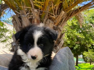 Border Collie perros - Anuncio 4