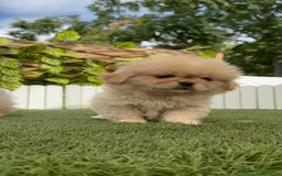 Pekinés perros en venta: PEKINES HEMBRAS - Imagen 23