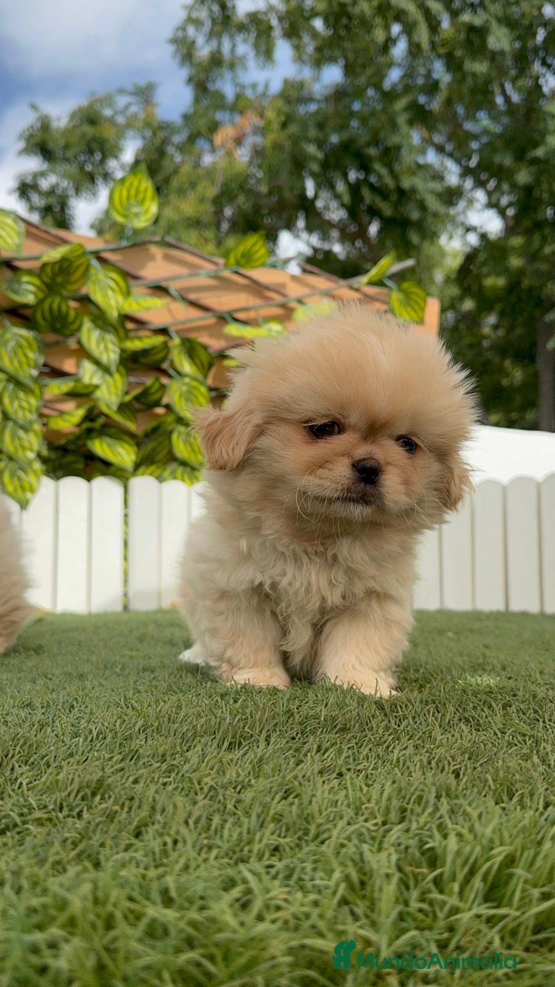 Pekinés perros en venta: PEKINES HEMBRAS - Imagen 23