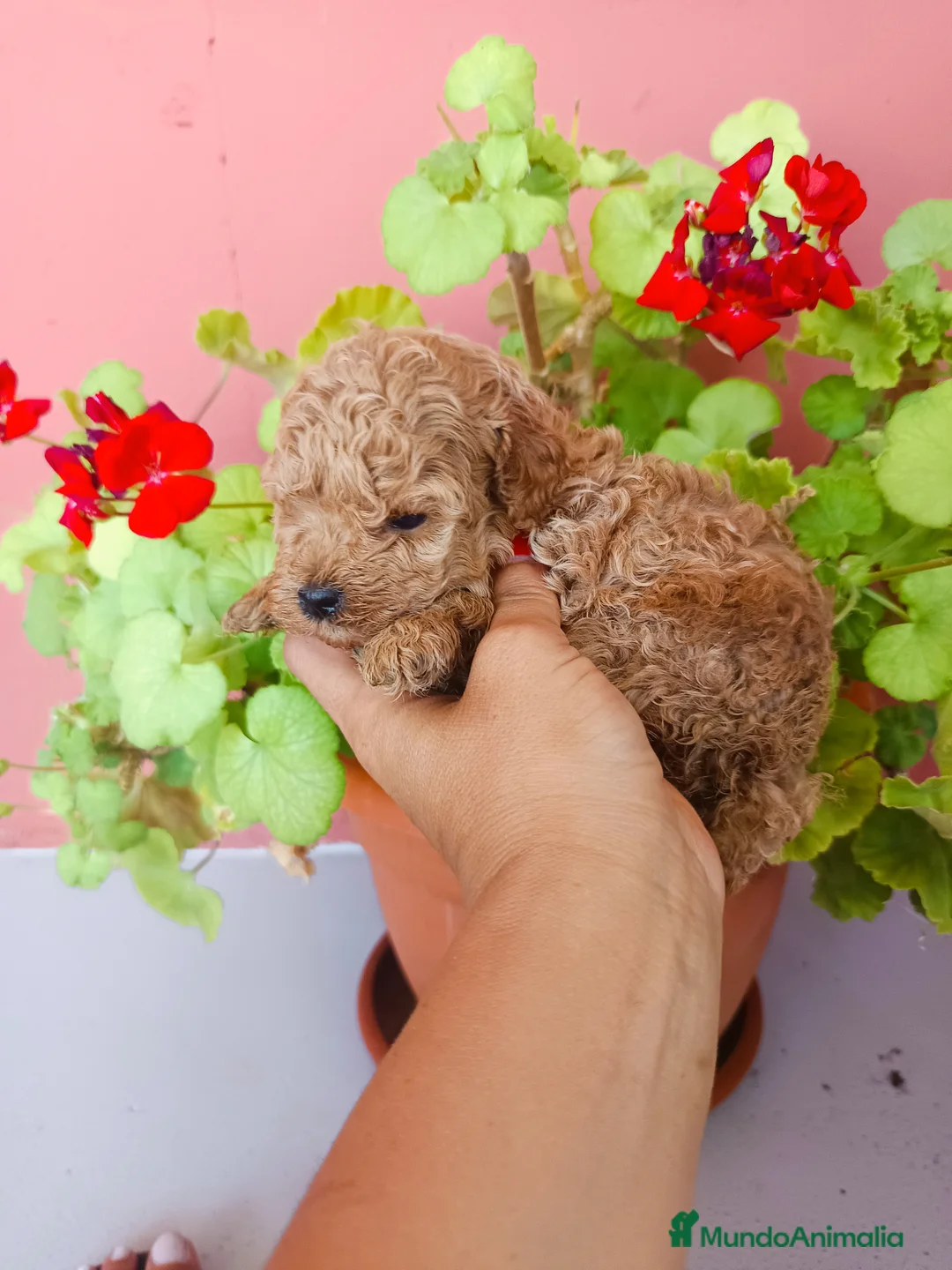 Caniche Toy perros en venta: Caniche toy - Anuncio 5