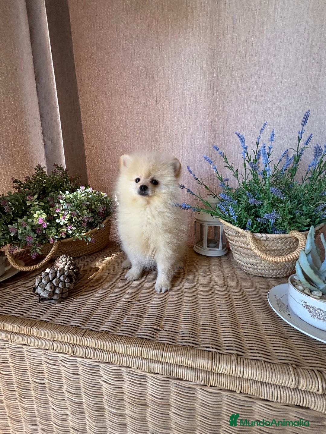Pomerania perros en venta: Pomerania machon disponible para entregar!!! - Imagen 3