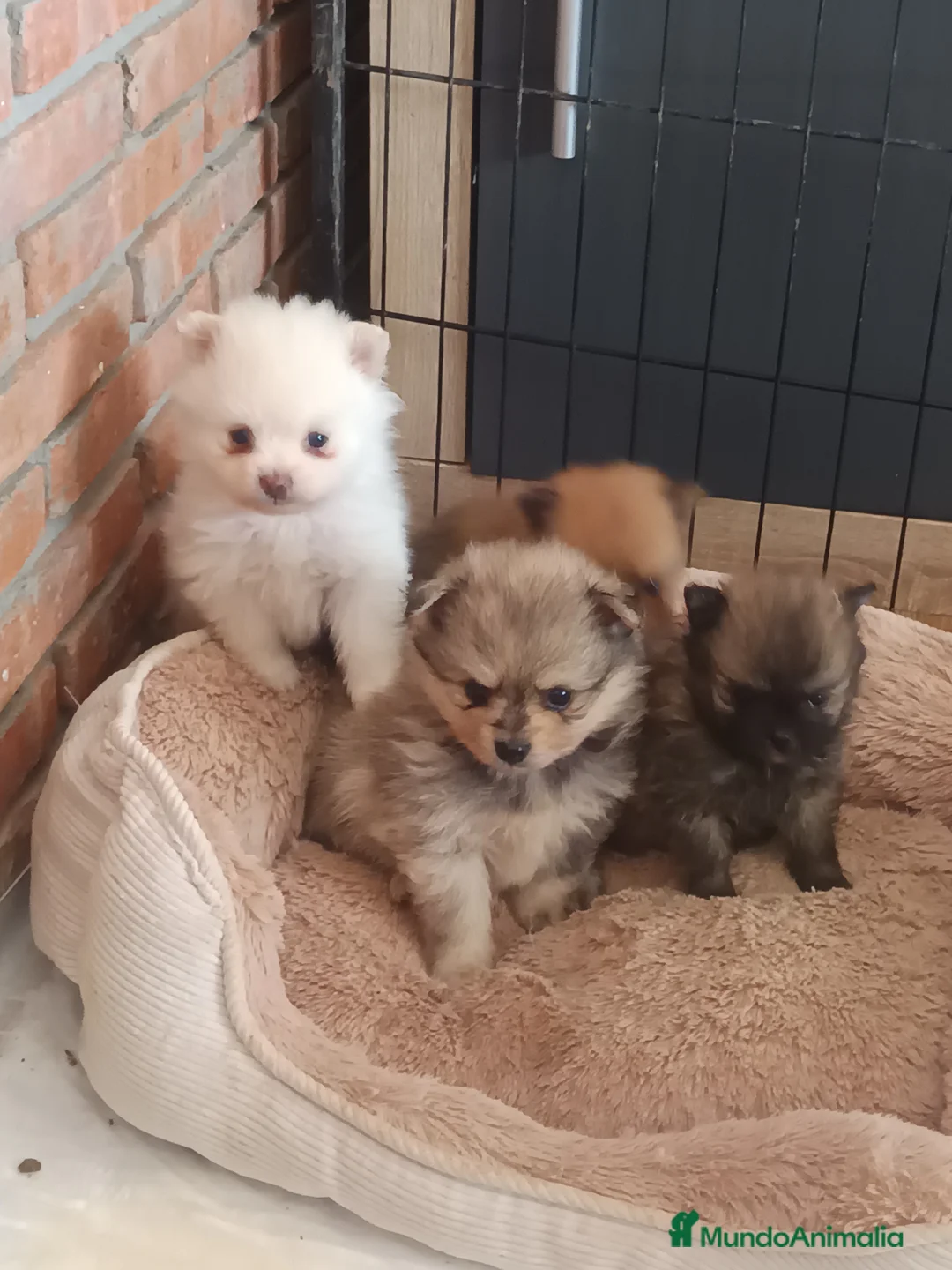 Pomerania perros en venta: Pomerania  - Anuncio 7