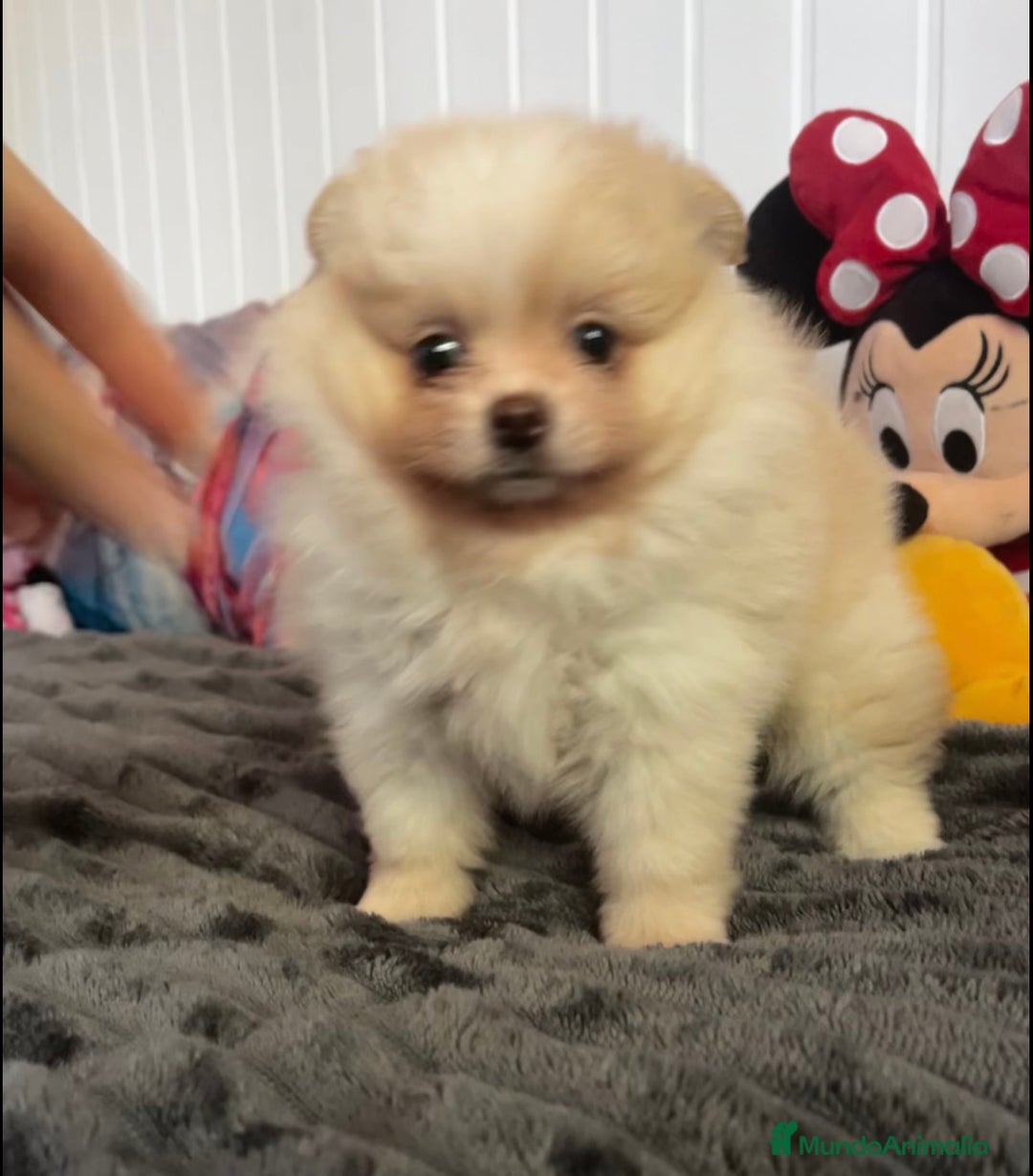 Pomerania perros en venta: Pomerania mini  - Anuncio 3