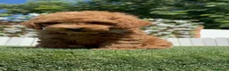 Caniche Toy perros en venta: CANICHE LISTO PARA ENTREGAR - Anuncio 6