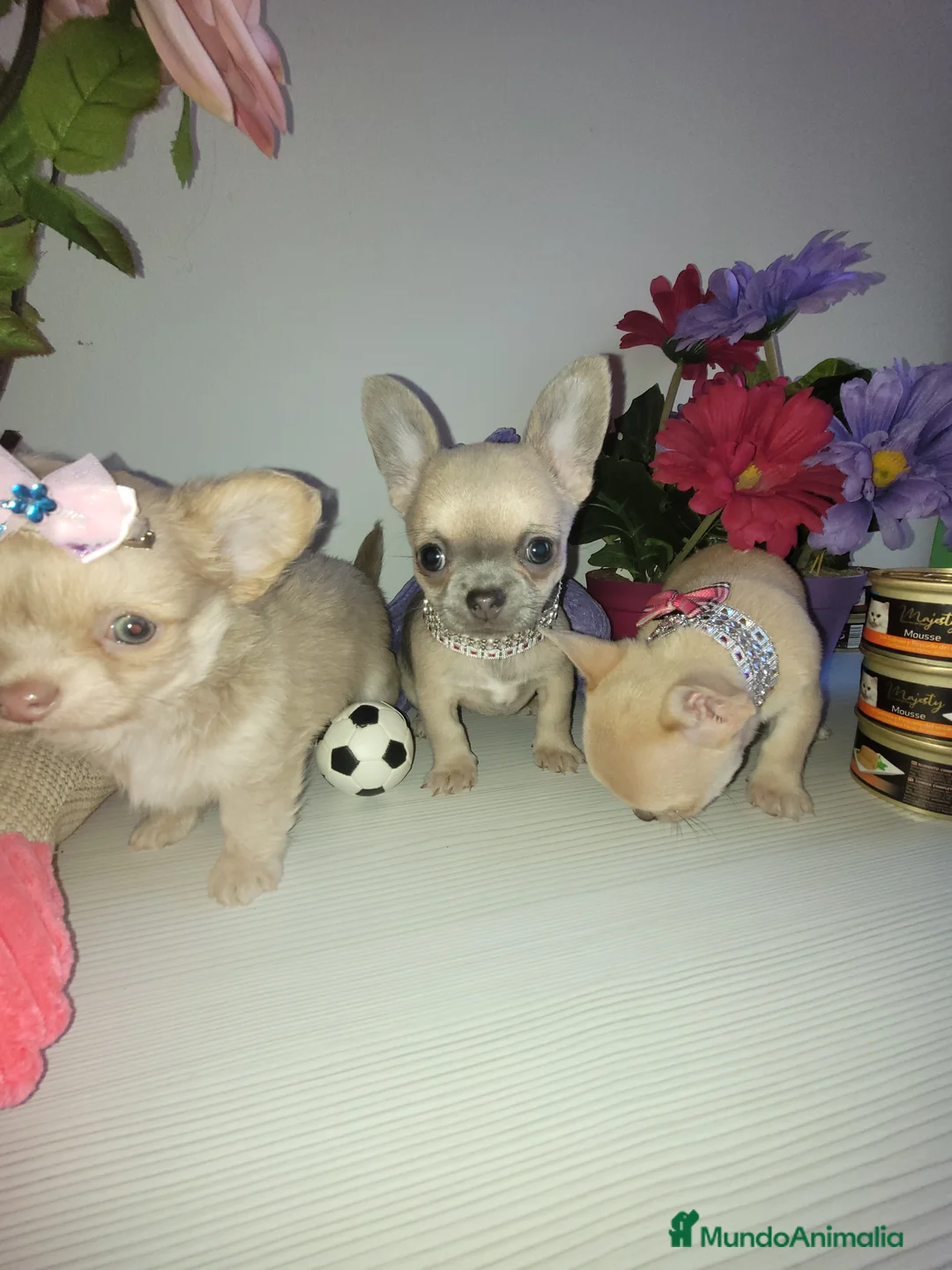 Imagen de galería {{count}}