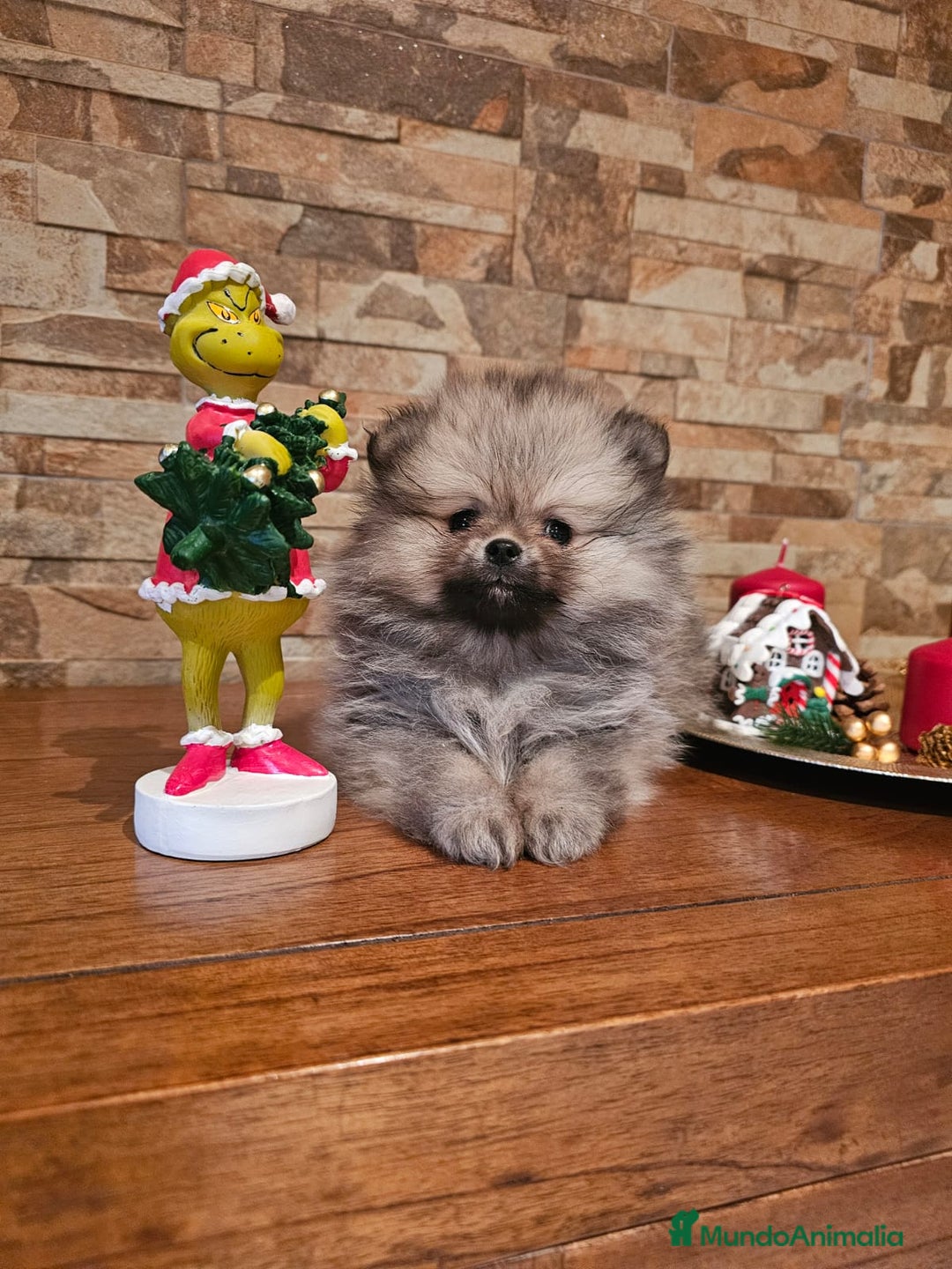 Pomerania perros en venta: EJEMPLARES DE POMERANIA  - Anuncio 1