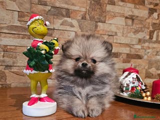 Pomerania perros EJEMPLARES DE POMERANIA - Anuncio 7