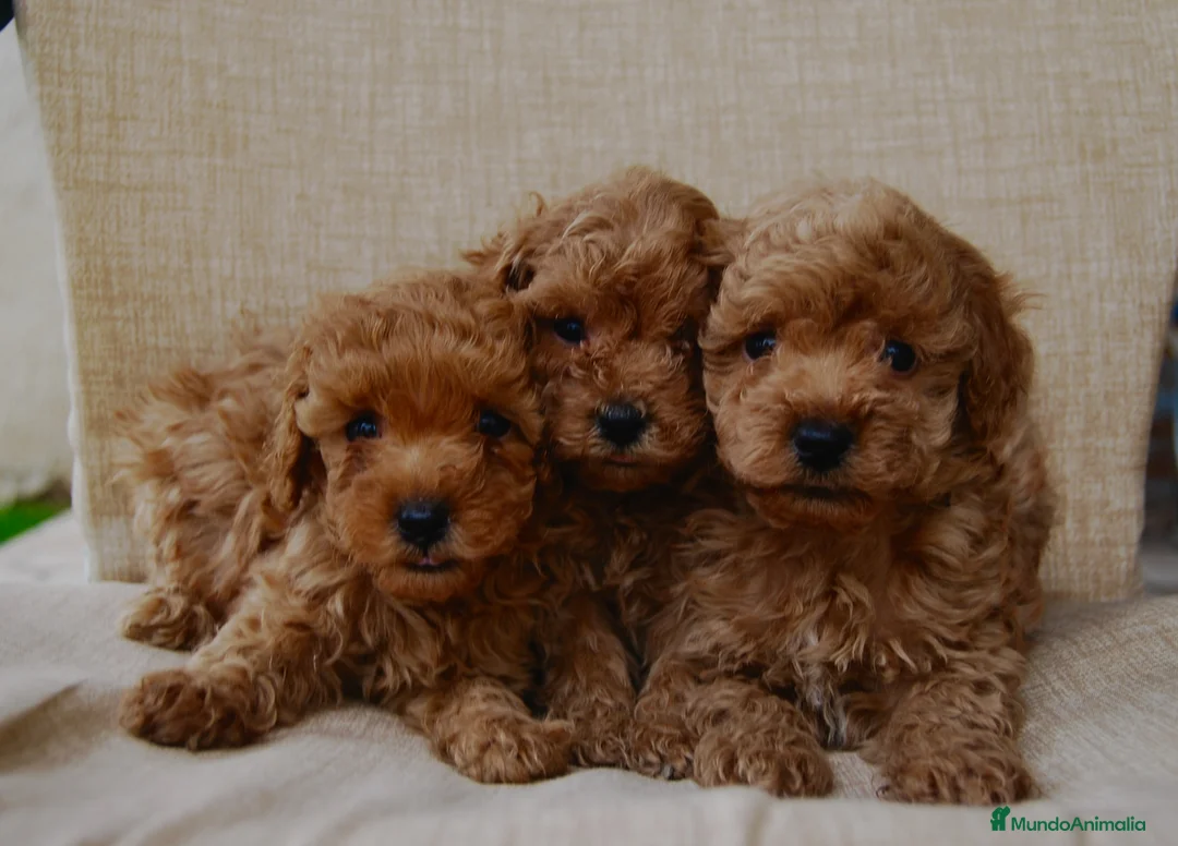 Caniche Toy perros en venta: Cachorros de Caniche toy del Alto del Pago - Anuncio 9