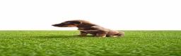 Teckel Miniatura perros en venta: Teckel minis y kanichen maxima calidad - Anuncio 6
