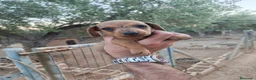 Teckel Miniatura perros en venta: Teckel miniatura  - Anuncio 12