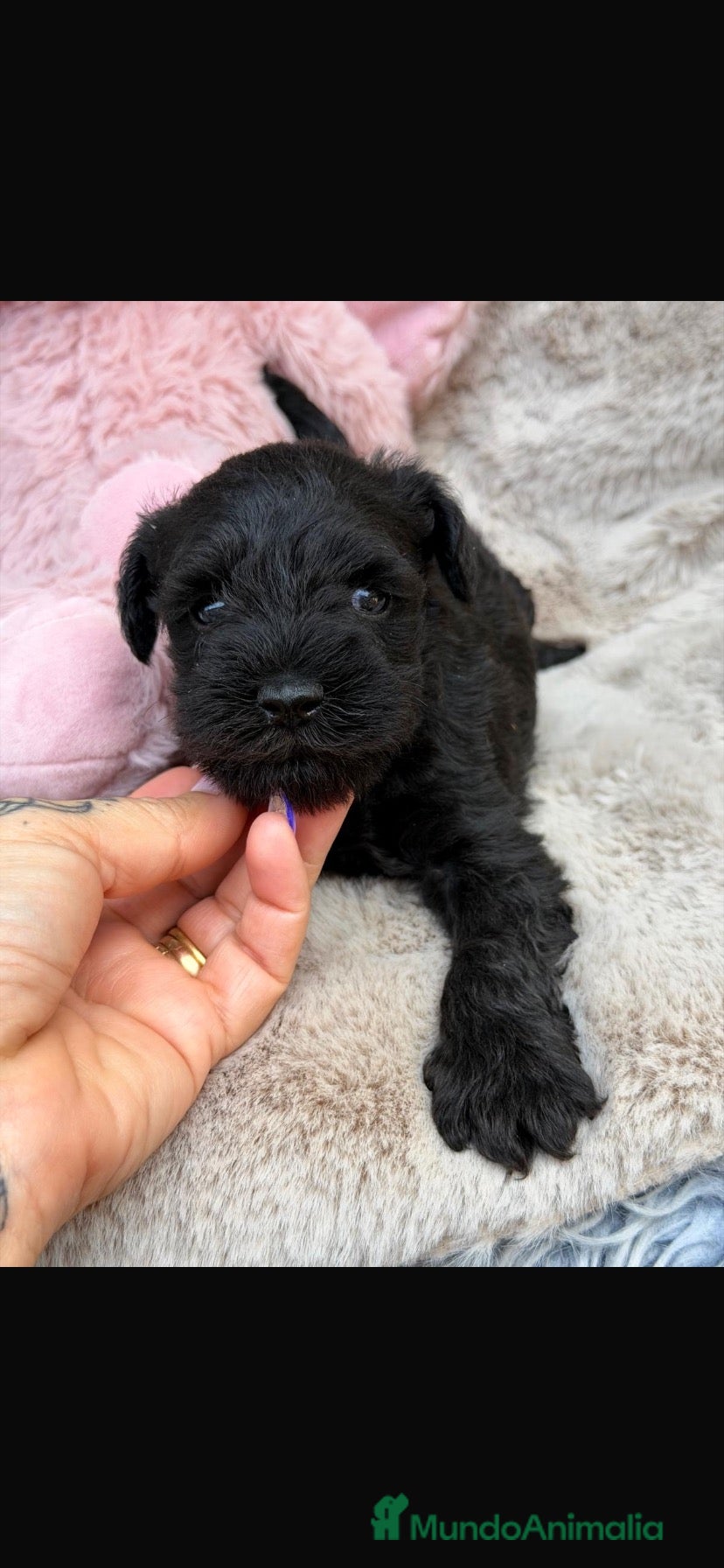 Schnauzer Miniatura perros Schnauzer sal y pimienta y negros  - Anuncio 2