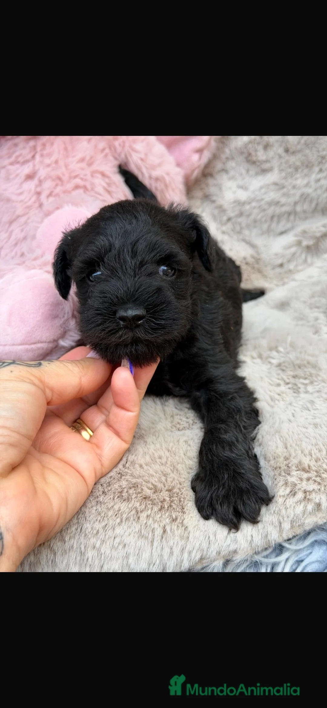 Schnauzer Miniatura perros en venta: Schnauzer sal y pimienta y negros  - Anuncio 1