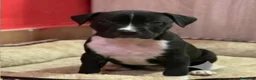 American Staffordshire-Terrier perros en venta: American stanford - Anuncio 4