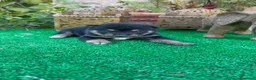 Shiba Inu perros en venta: Shiba Inu preciosos negro y rojos  - Anuncio 2