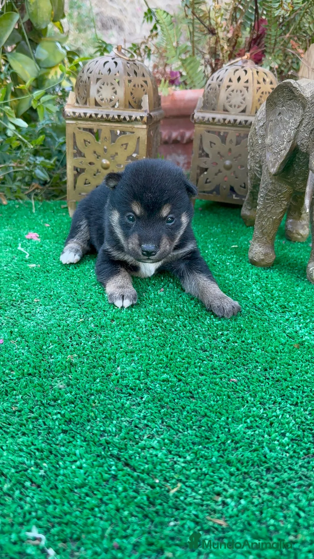 Shiba Inu perros en venta: Shiba Inu preciosos negro y rojos  - Anuncio 2
