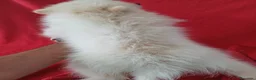 Pomerania perros en venta: Pomerania - Anuncio 3