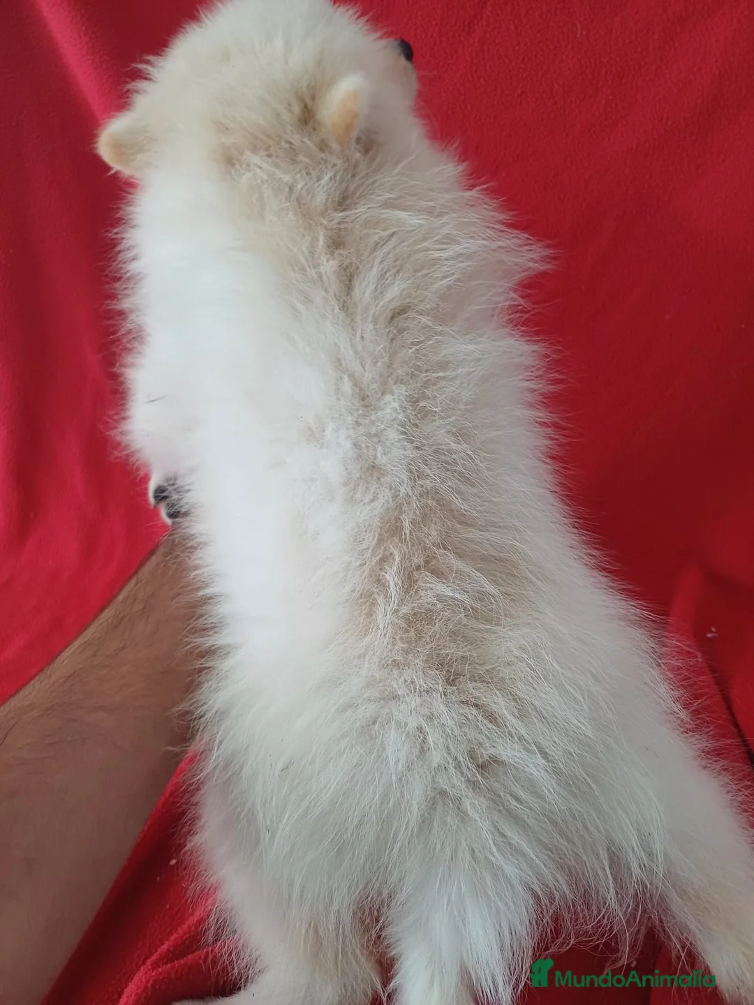 Pomerania perros en venta: Pomerania - Anuncio 3