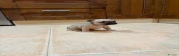 Bulldog Francés perros en venta: Bulldog francés  - Anuncio 3