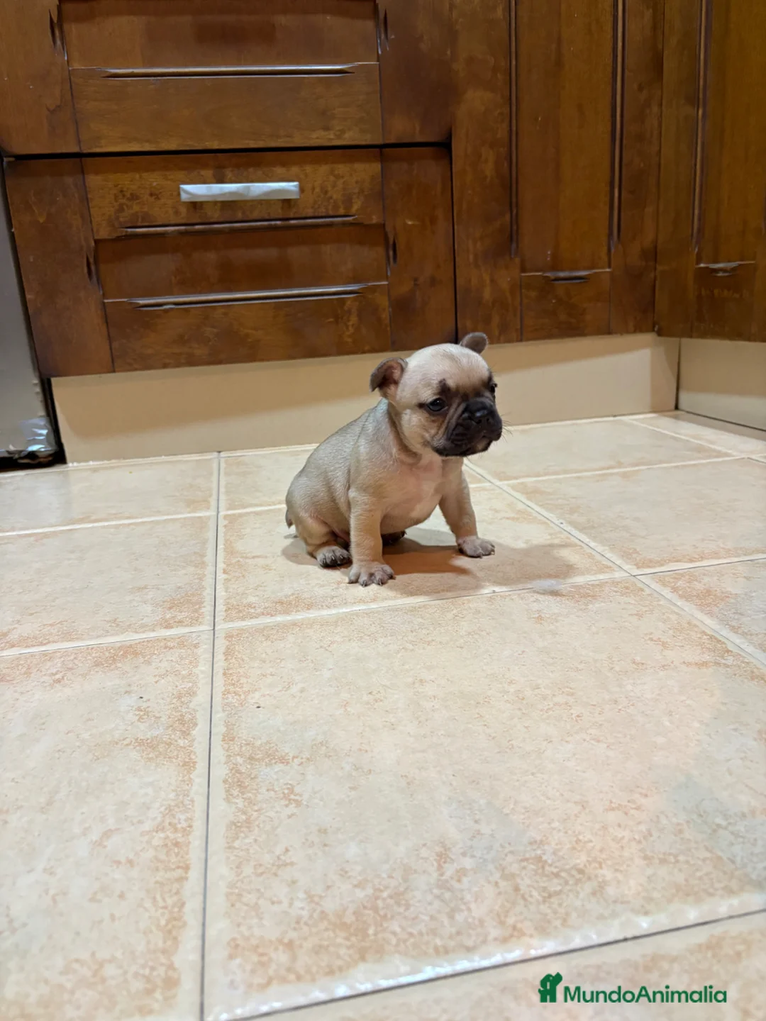 Bulldog Francés perros en venta: Bulldog francés  - Anuncio 3