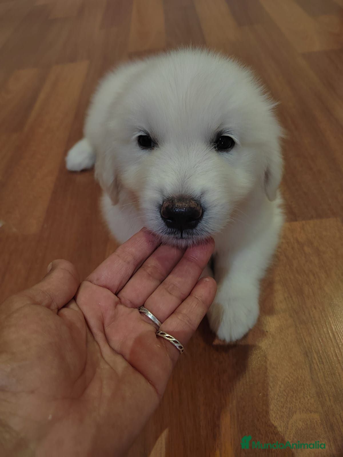 Golden Retriever perros Camada Golden Retriever - Anuncio 3