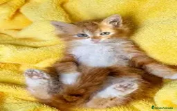 Maine Coon gatos en venta: MAINE COON RUBIA  - Imagen 2