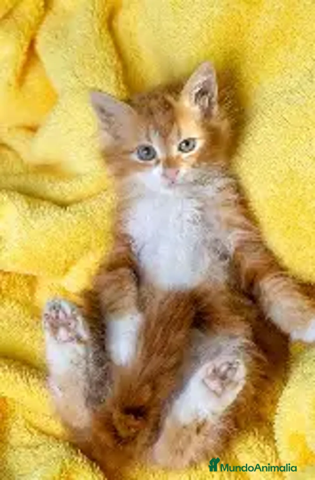 Maine Coon gatos en venta: MAINE COON RUBIA  - Imagen 2