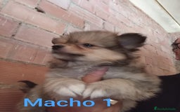 Pomerania perros en venta: POMERANIAS LULUS CALIDAD Y SELECCIÓN  - Imagen 2