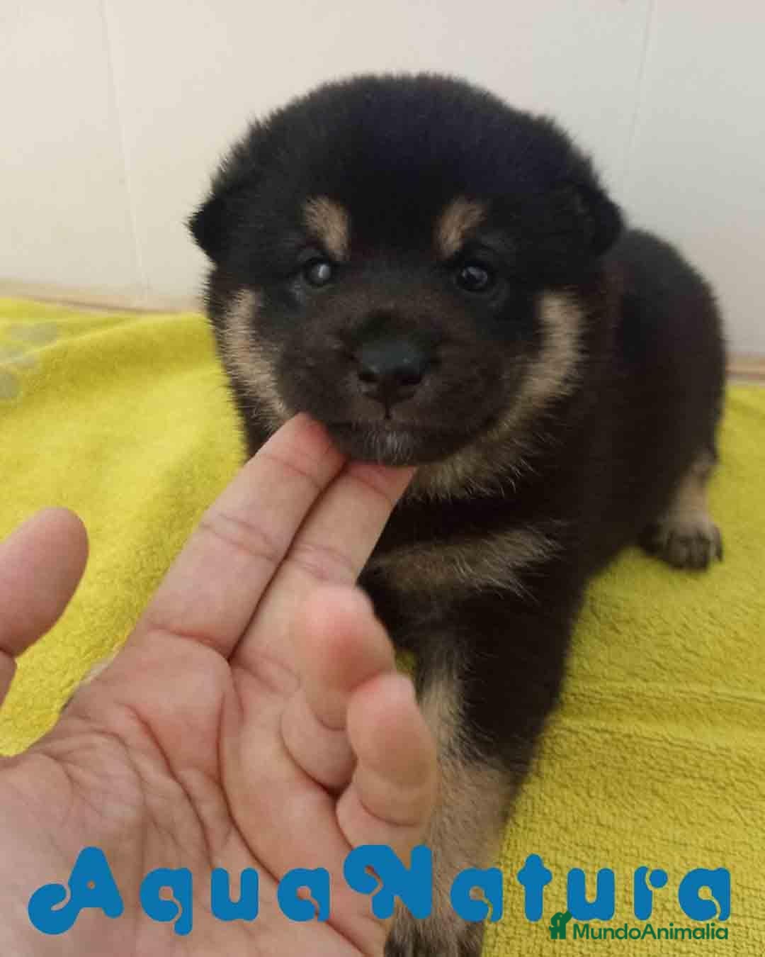 Shiba Inu perros en venta: Shiba Inu Macho 1 de Magy y Simbad AQUANATURA - Anuncio 1
