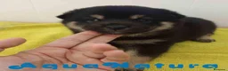 Shiba Inu perros en venta: Shiba Inu Macho 1 de Magy y Simbad AQUANATURA - Anuncio 1