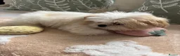 Shih Tzu perros en venta: Shih tzu bicolor hembras !! - Anuncio 2