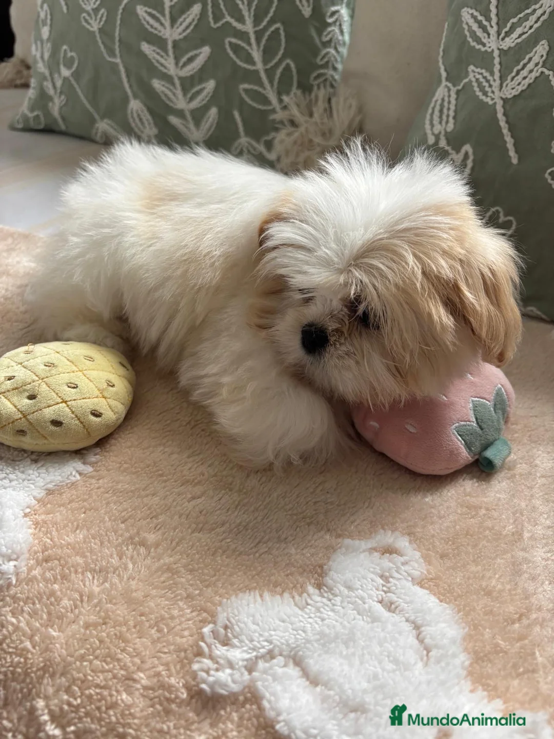 Shih Tzu perros en venta: Shih tzu bicolor hembras !! - Anuncio 2