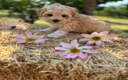 Maltipoo perros en venta: Maltipoo Macho disponible !! - Imagen 6