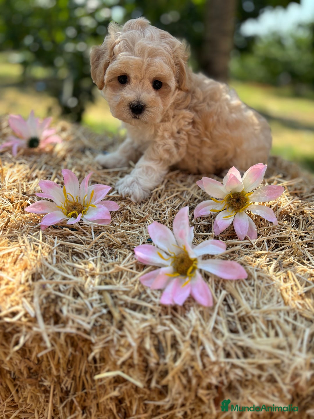 Maltipoo perros en venta: Maltipoo Macho disponible !! - Imagen 6