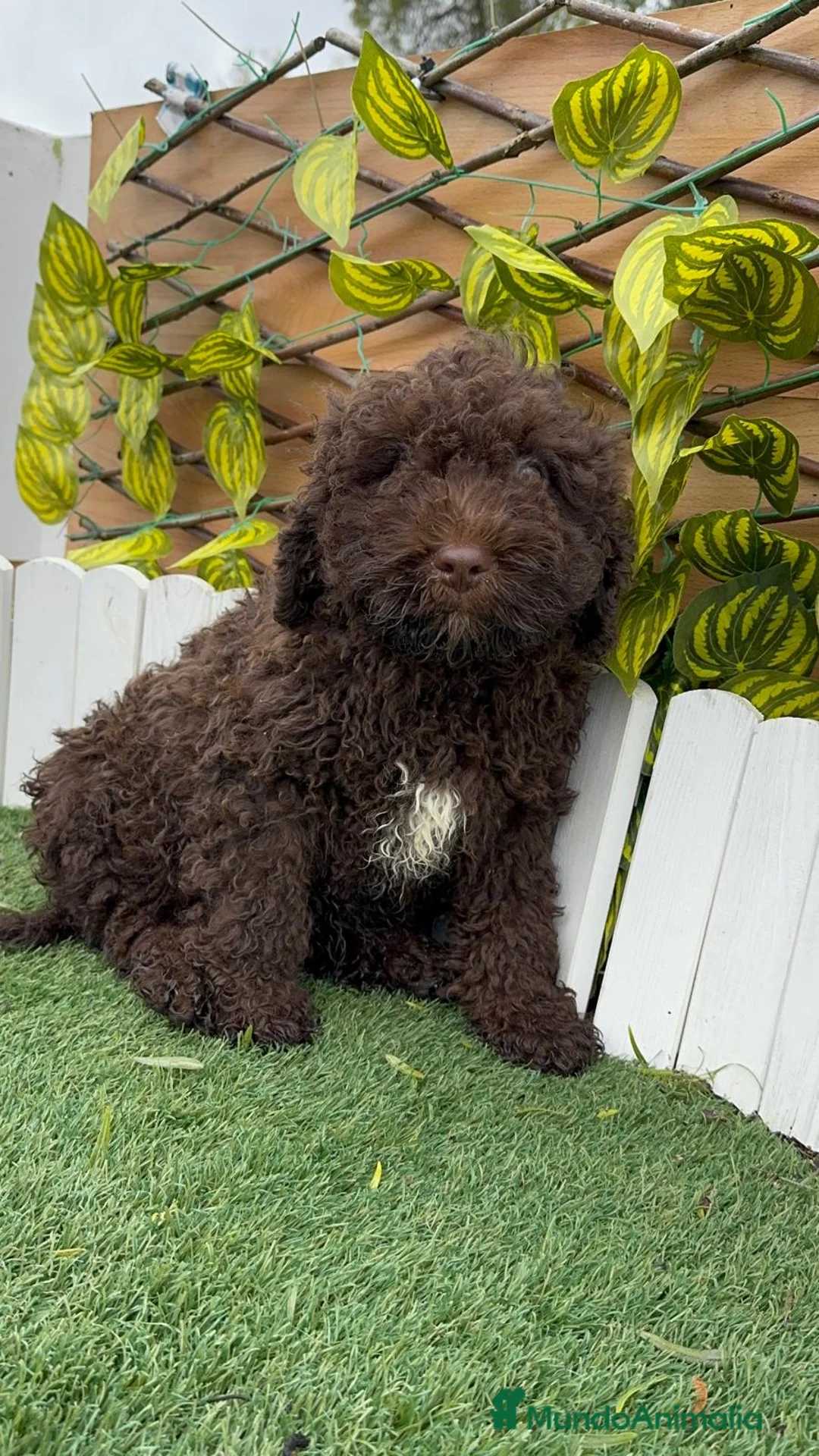 Perro de Agua Español perros en venta: PERRO DE AGUA MACHO - Anuncio 2