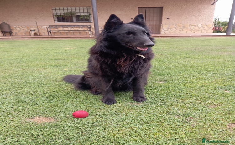 Pastor Belga Groenendael perros - Anuncio 1