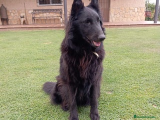 Pastor Belga Groenendael perros - Anuncio 24
