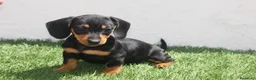 Teckel Miniatura perros en venta: Teckel Miniatura  - Anuncio 10