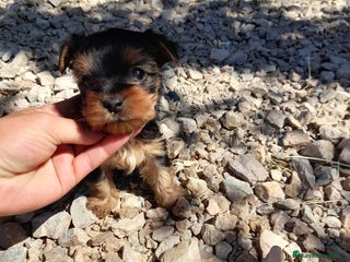 Yorkshire Terrier perros en Badajoz - Anuncio 27