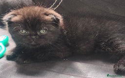 Scottish Fold gatos en venta: British scotish - Imagen 2