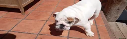 Bulldog Inglés perros en venta: Cachorro bulldog ingles  - Anuncio 15