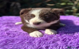 Border Collie perros en venta: Border collie chocolate - Imagen 5
